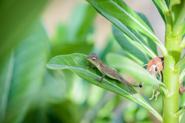 Littel Chameleon lying on green leaves.