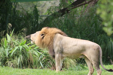 a large male african lion