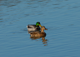 Male and Female  wild ducks swimming in a North California marsh