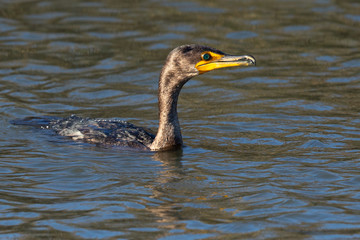 Double-crested cormorant,  seen in North California marsh