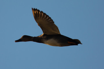 wild duck flying in beautiful light 