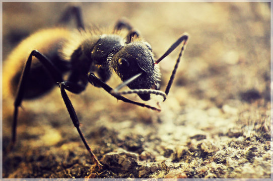 ant
