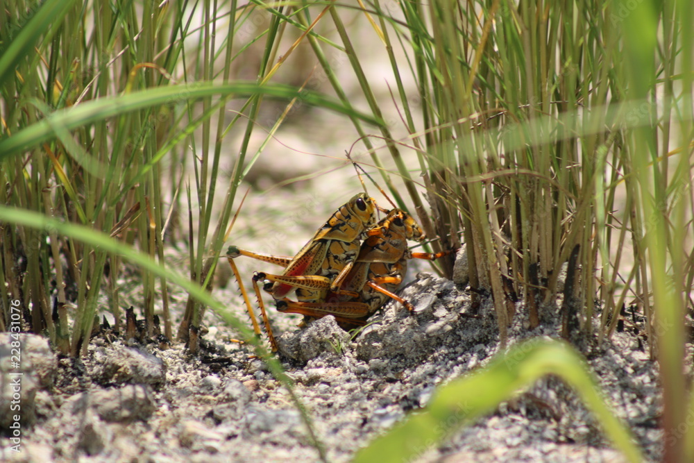 Wall mural Eastern Lubber Grasshopper