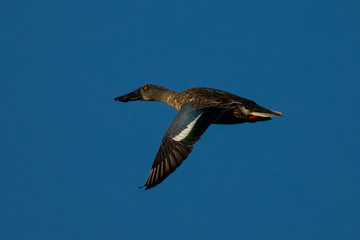  Male Northern shoveler, flying in beautiful light in North California