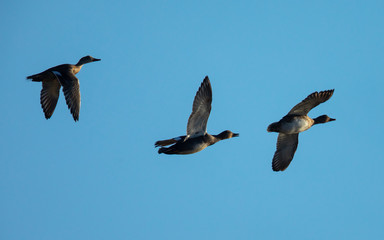 wild ducks flying in beautiful light 