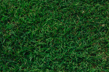 Natural green lawn grass with clover texture. Natural background.