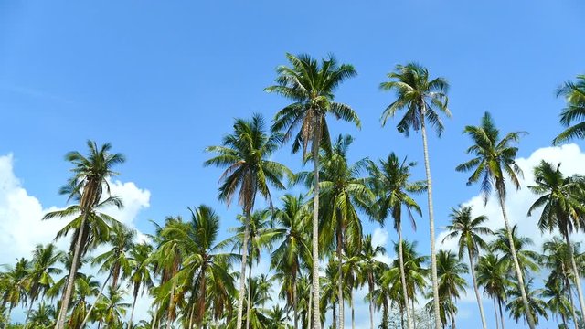 Beautiful tropical coconut palm tree on sky background