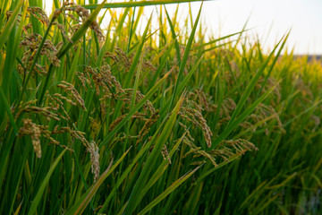 Fototapeta premium 夕日の沈む田園