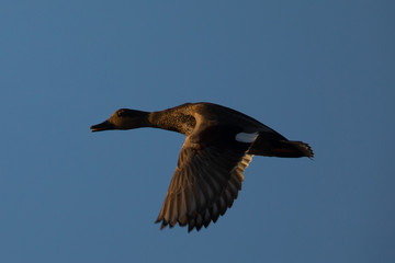 wild duck flying in beautiful light 