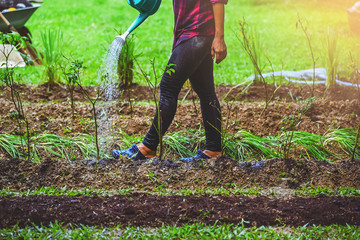 Asian women use watering can in vegetable kitchen garden.