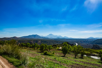 Fototapeta na wymiar Spain Olive Tree Landscape