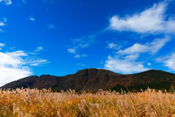 秋の長者原タデ湿原