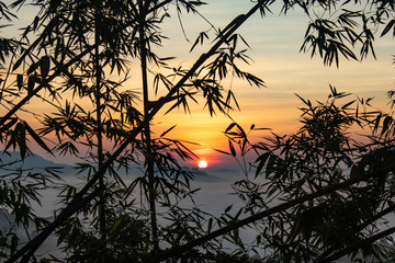 Fog and Sun behind bamboo trees.