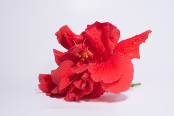 Red Hibiscus Flower on white