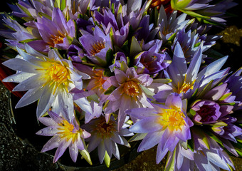 bunch of mauve and white water lily flowers in soft light with water droplets on petals © MJCavenagh