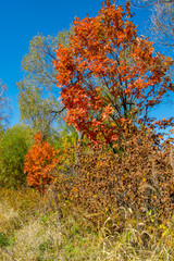 the mountain autumn landscape with colorful forest