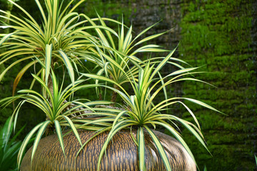 Spider Plant - Chlorophytum comosum