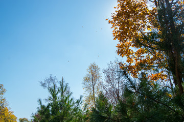the mountain autumn landscape with colorful forest