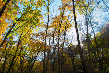 the mountain autumn landscape with colorful forest