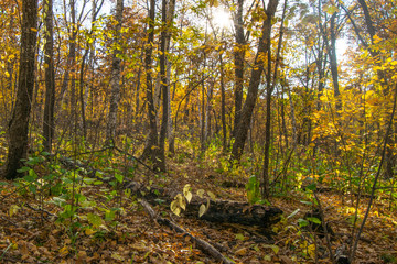 the mountain autumn landscape with colorful forest