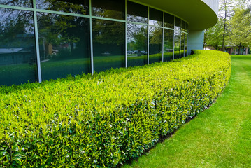 Green hedge and mowed lawn along office building glass wall