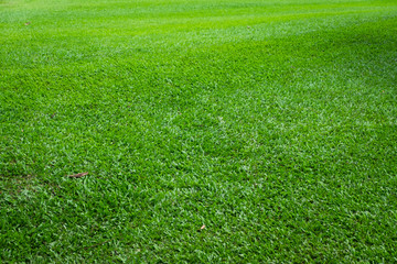 Green grass field in perspective view for background