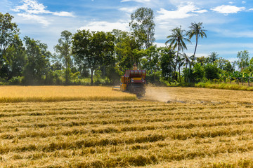 Combine harvester in action on rice field. Harvesting is the process of gathering a ripe crop
