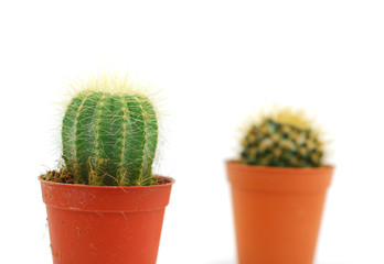 cactus in pot isolated on white background