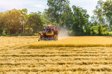 Combine harvester in action on rice field. Harvesting is the process of gathering a ripe crop