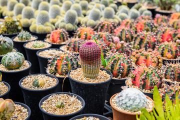 beautiful little cactus colorful fancy