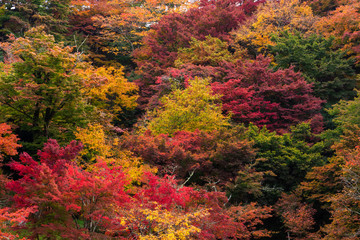 用作公園の紅葉