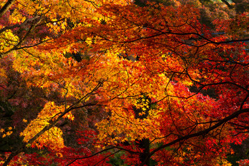 用作公園の紅葉