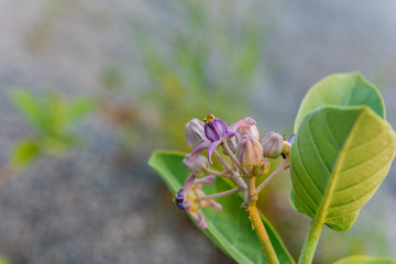 Crown Flower, Giant Indian Milkweed, Gigantic Swallowwort