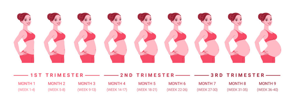 Pregnancy Development By Months. Isolated Vector Illustration.
