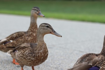 Close up of ducks