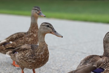 Close up of ducks