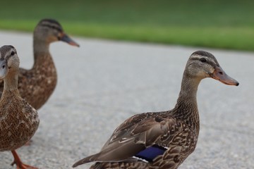 Close up of ducks