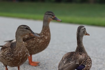 Close up of ducks