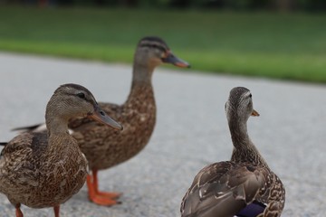 Close up of ducks