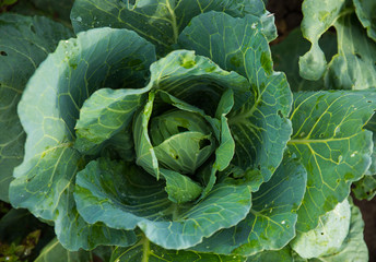 Fototapeta premium Cabbage - Top Shot