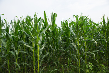 Green Corn Plants In The Field