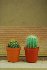 Cactus on wooden background