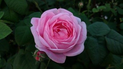pink rose