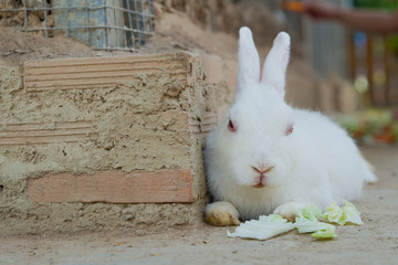 white rabbit, bunny pet