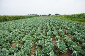 Fototapeta premium Vegetable cultivation - Cabbage
