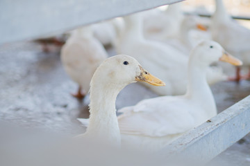 white duck, animal