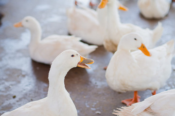 white duck, animal