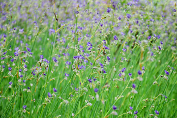 Fototapeta premium Purple flowers field in nature