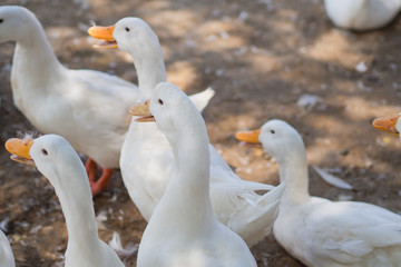 white duck, animal