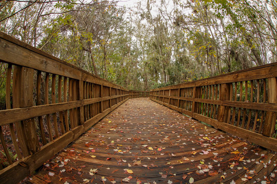 Fallen Leaves Along the Trail at Cradle Creek Preserve